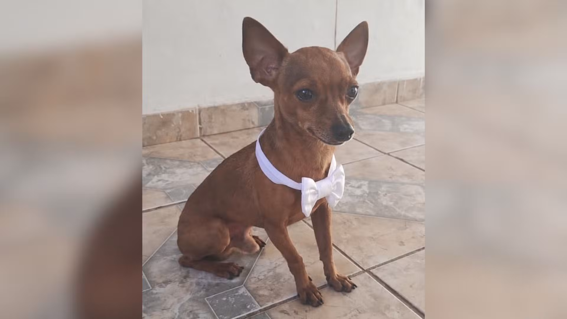Cachorro é encontrado morto após invasão de casa em Uberlândia, diz tutora