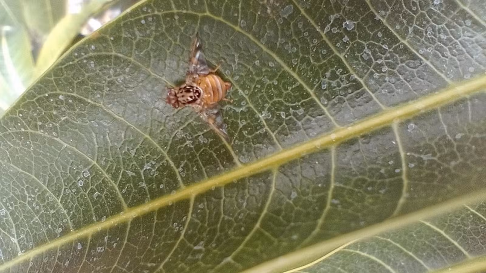 Tecnologias novas da Bayer abrangem múltiplas fases da mosca-da