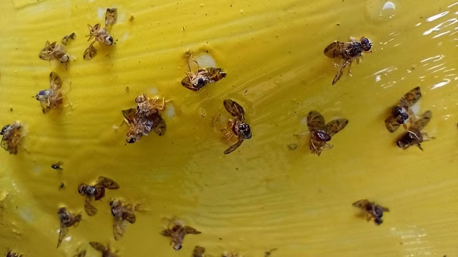 Green Place lança produto que auxilia combate à mosca-da