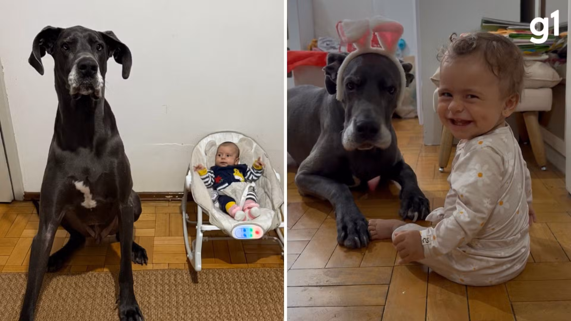 Cachorro gigante vira 'babá' de bebê e viraliza com milhões de visualizações nas redes: 'Buscou ela na maternidade'