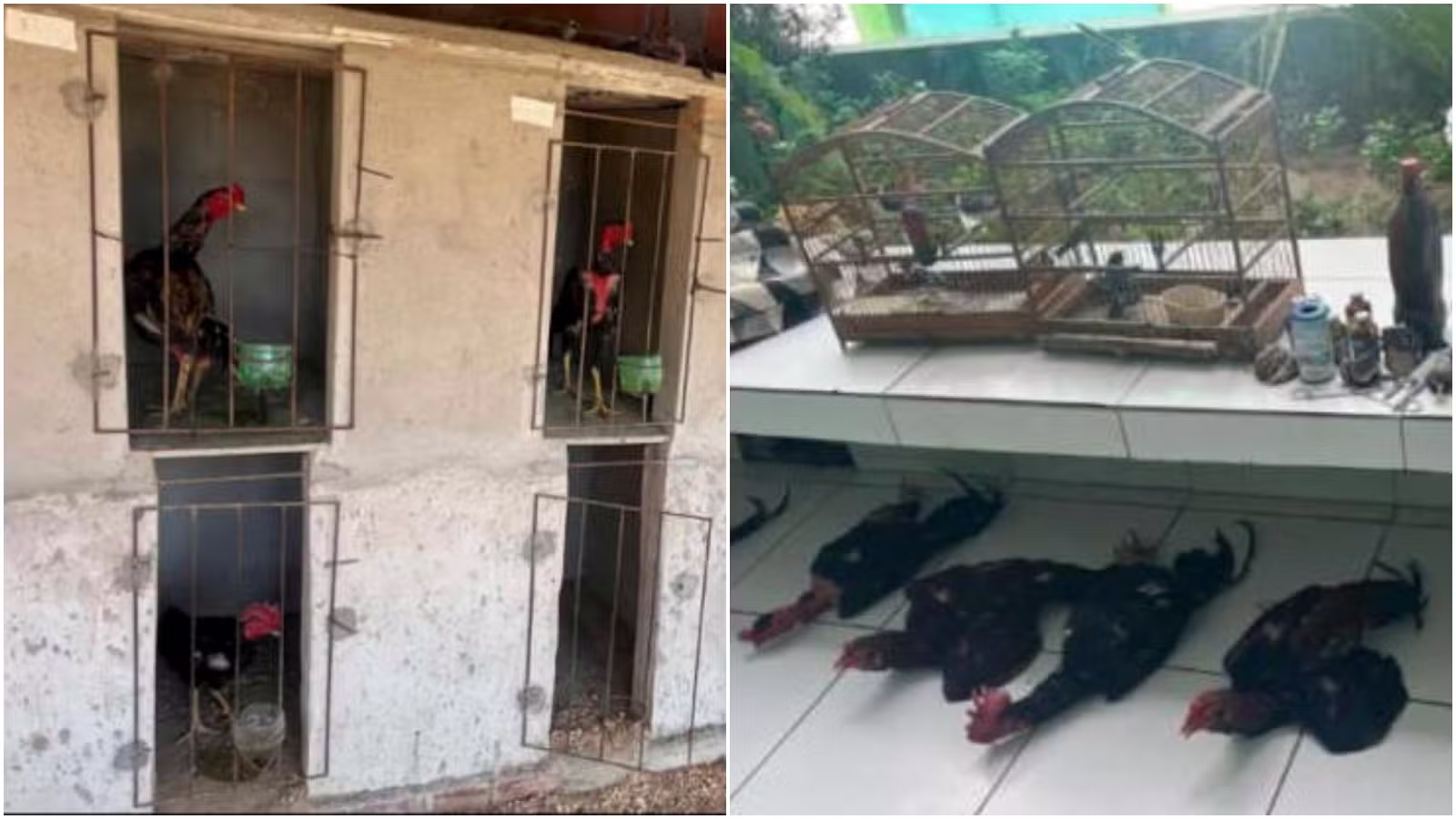Polícia resgata aves silvestres de cativeiro irregular e galos em situação de maus