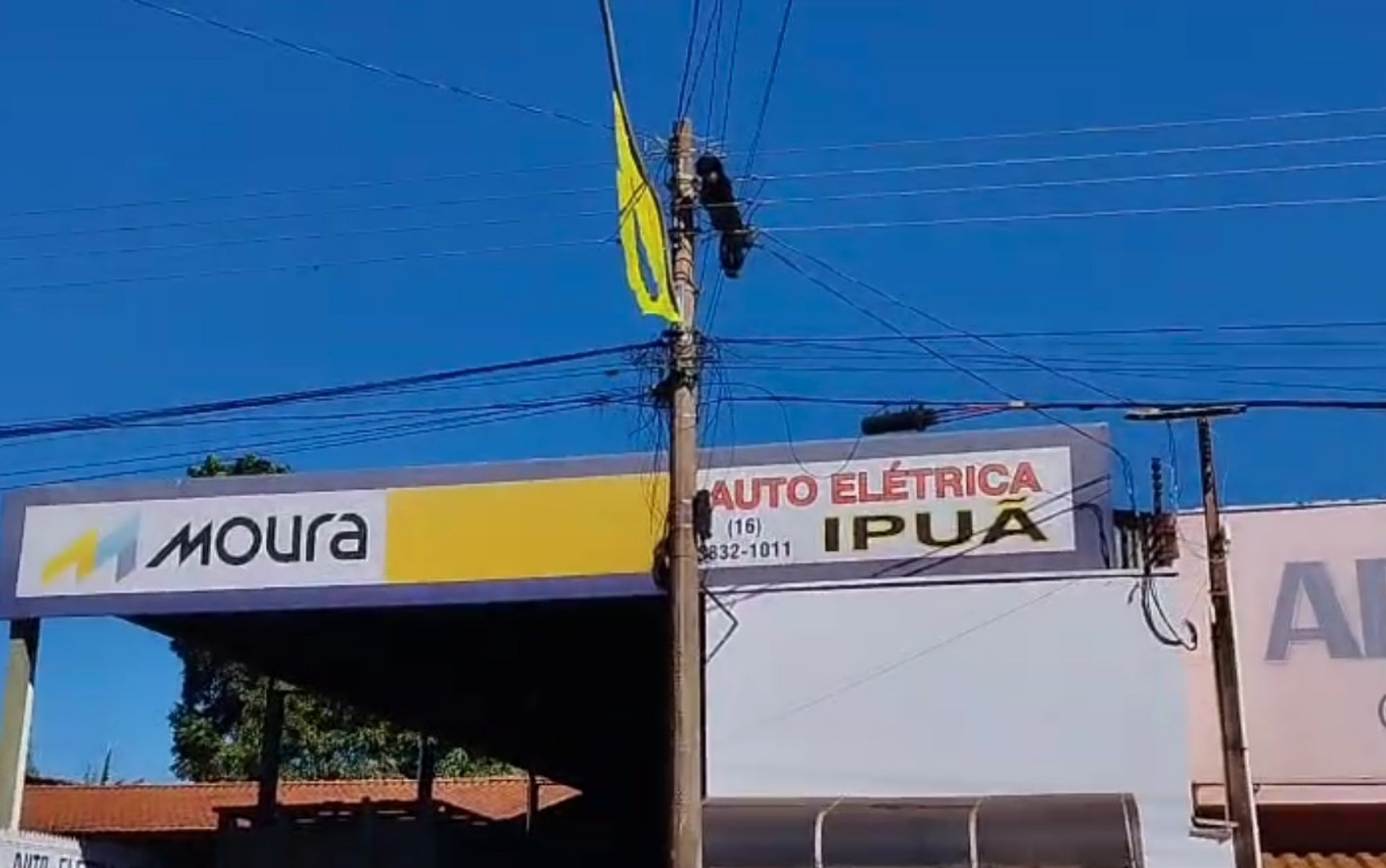 Macaco-bugio morre após choque elétrico em Ipuã, SP