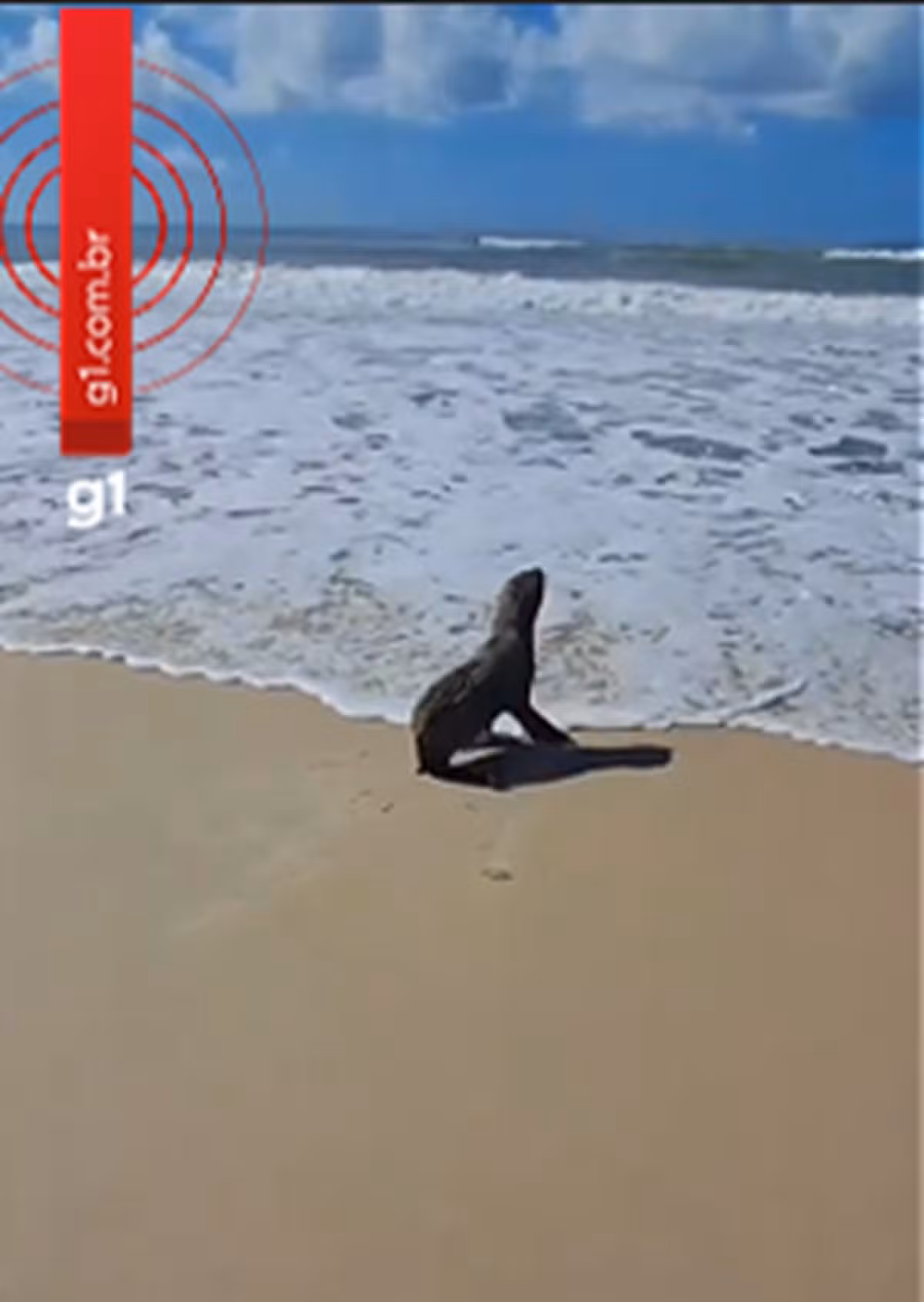 VÍDEO: lobo-marinho é flagrado por banhistas em praia de AL; aparição é rara