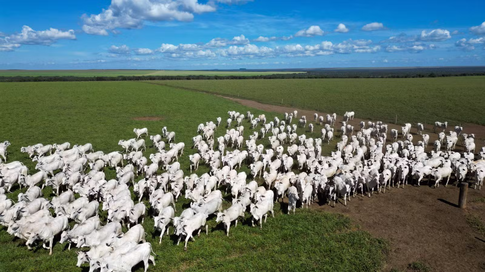 Pecuária de MT quase dobra produção de carne por hectare em 15 anos com avanço tecnológico