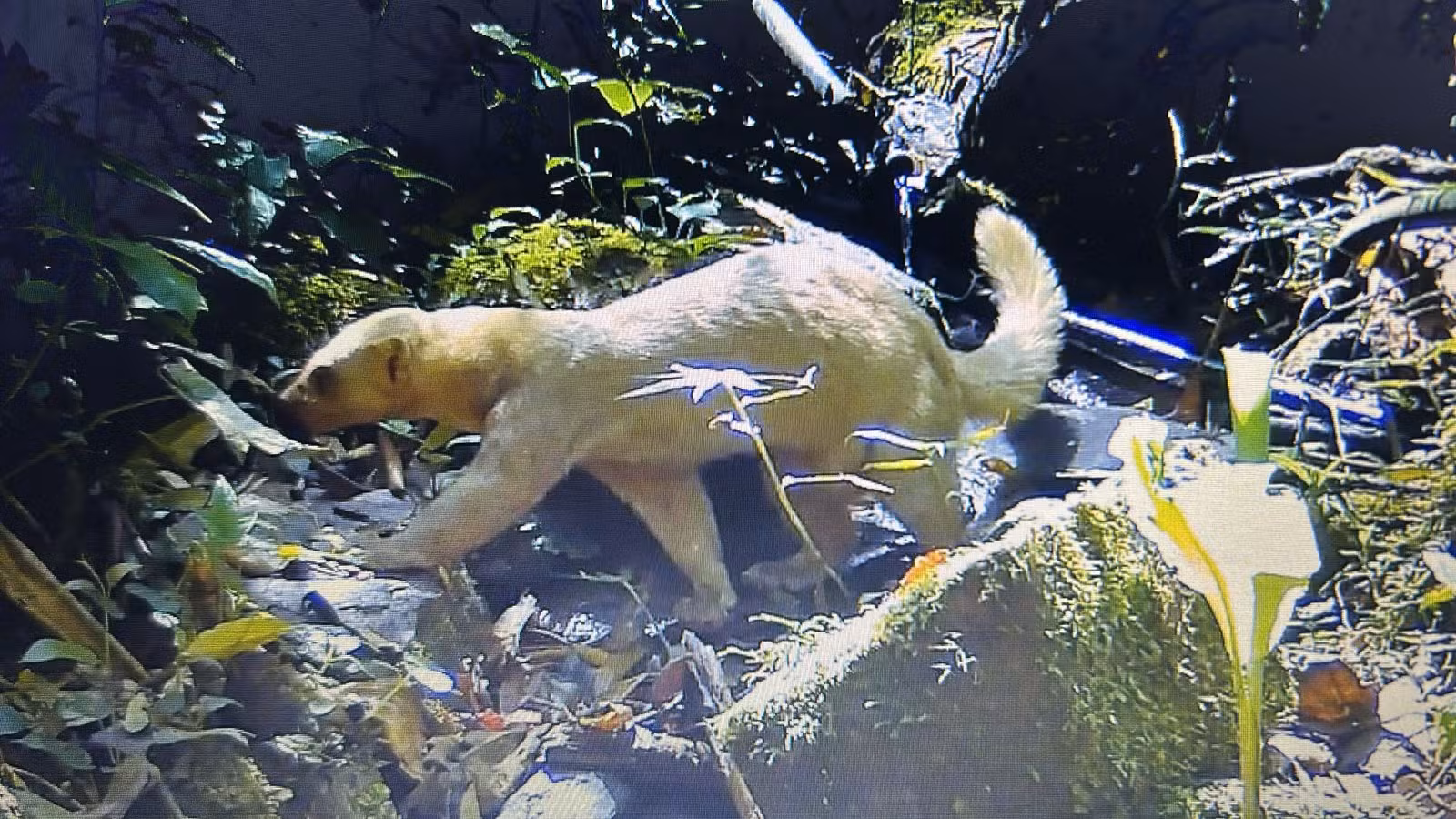 Irara com mutação rara é registrada durante monitoramento de fauna no RJ