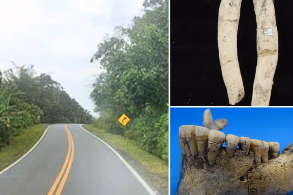 Sítio arqueológico em rodovia no litoral de SP revelou 43 sepultamentos e dentes de tubarão