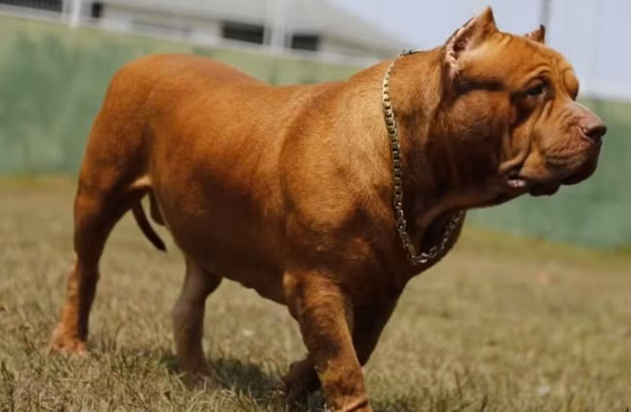 Homem é condenado por maus-tratos após cortar orelhas de 4 cães em canil clandestino em SP