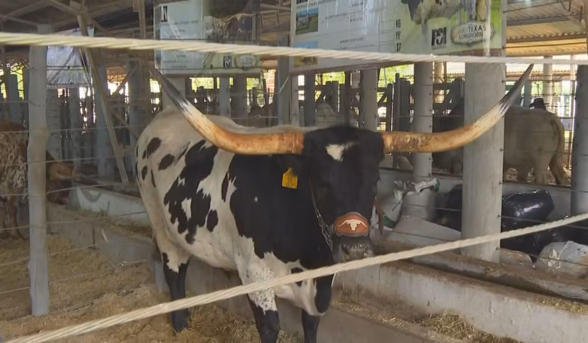 De churrasco com diferentes cortes a estreia de julgamento de animais rústicos: veja curiosidades da Feicorte em Presidente Prudente