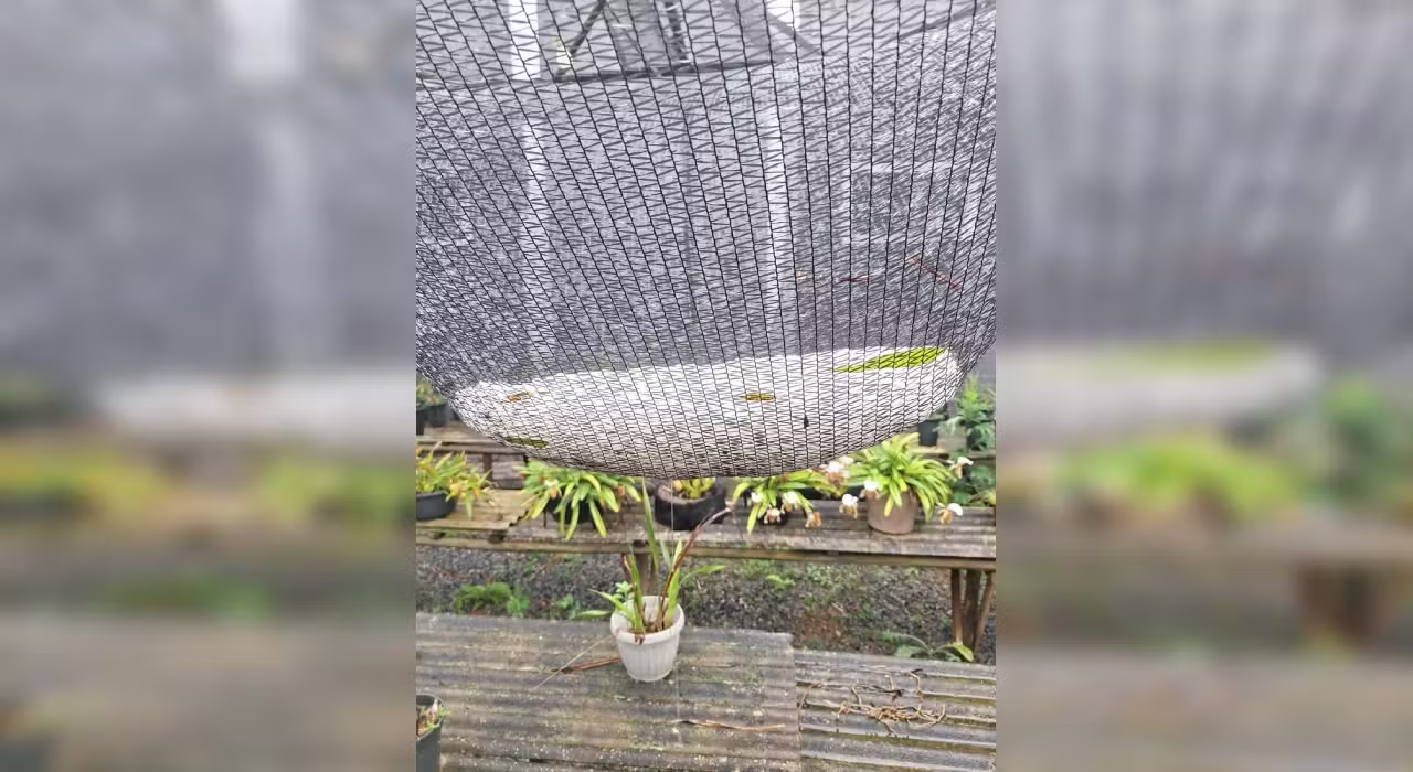 VÍDEO: chuva de granizo e ventos fortes causam queda de árvores e danificam casas em Piedade