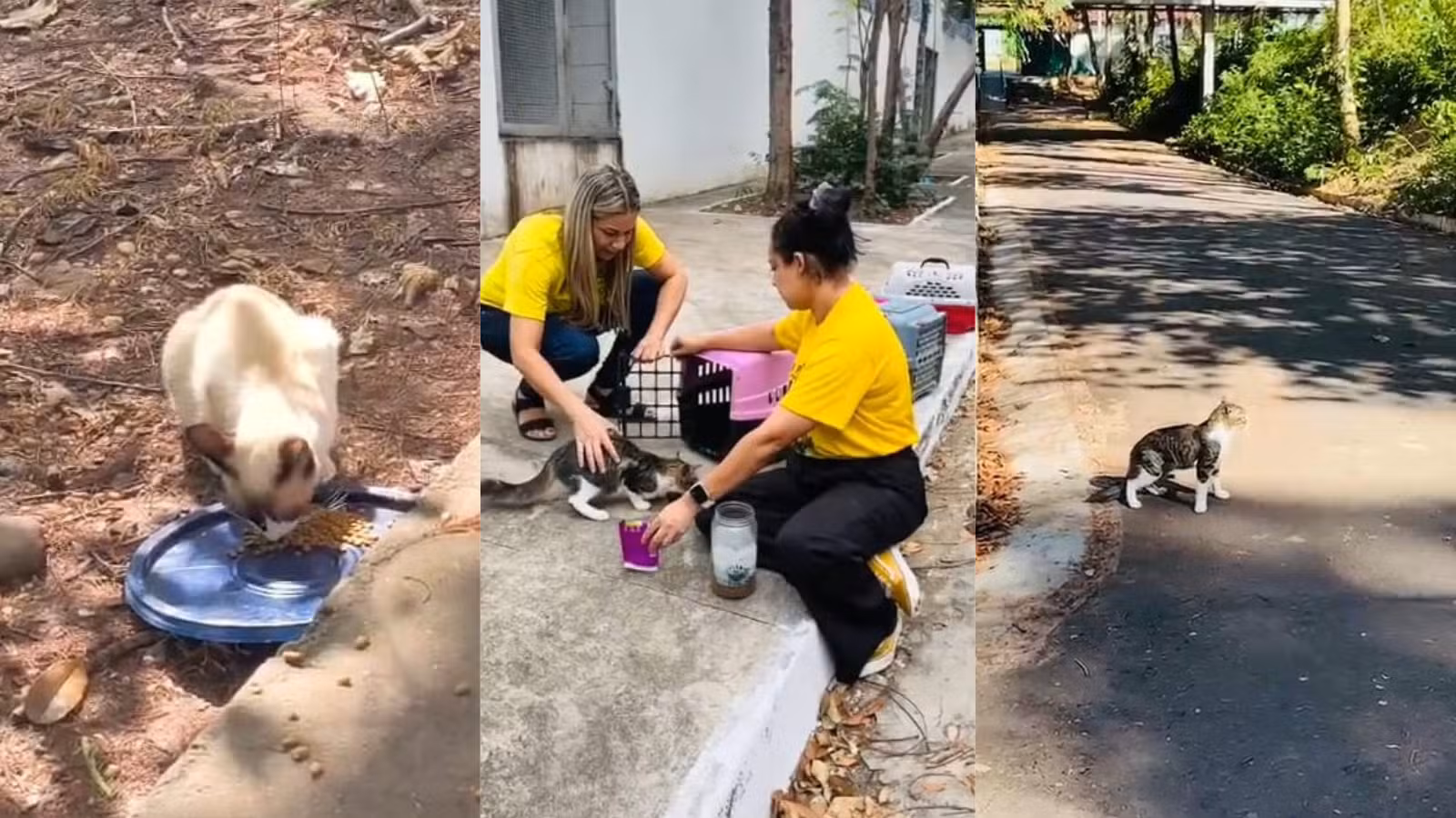 Cães e gatos são castrados, microchipados e devolvidos às ruas em Teresina; conheça projeto
