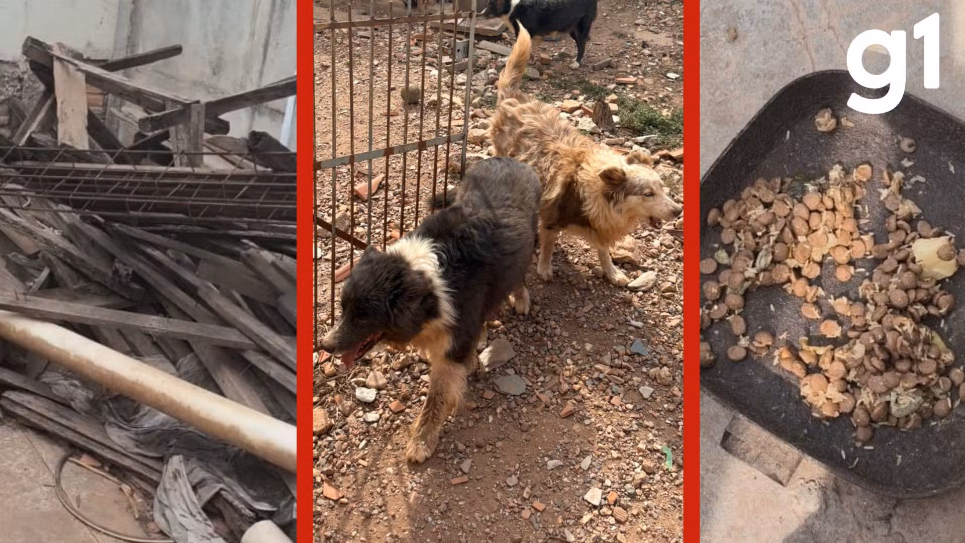 Sem água e alimento: veja condições de border collies resgatados de suposto canil clandestino em Cuiabá