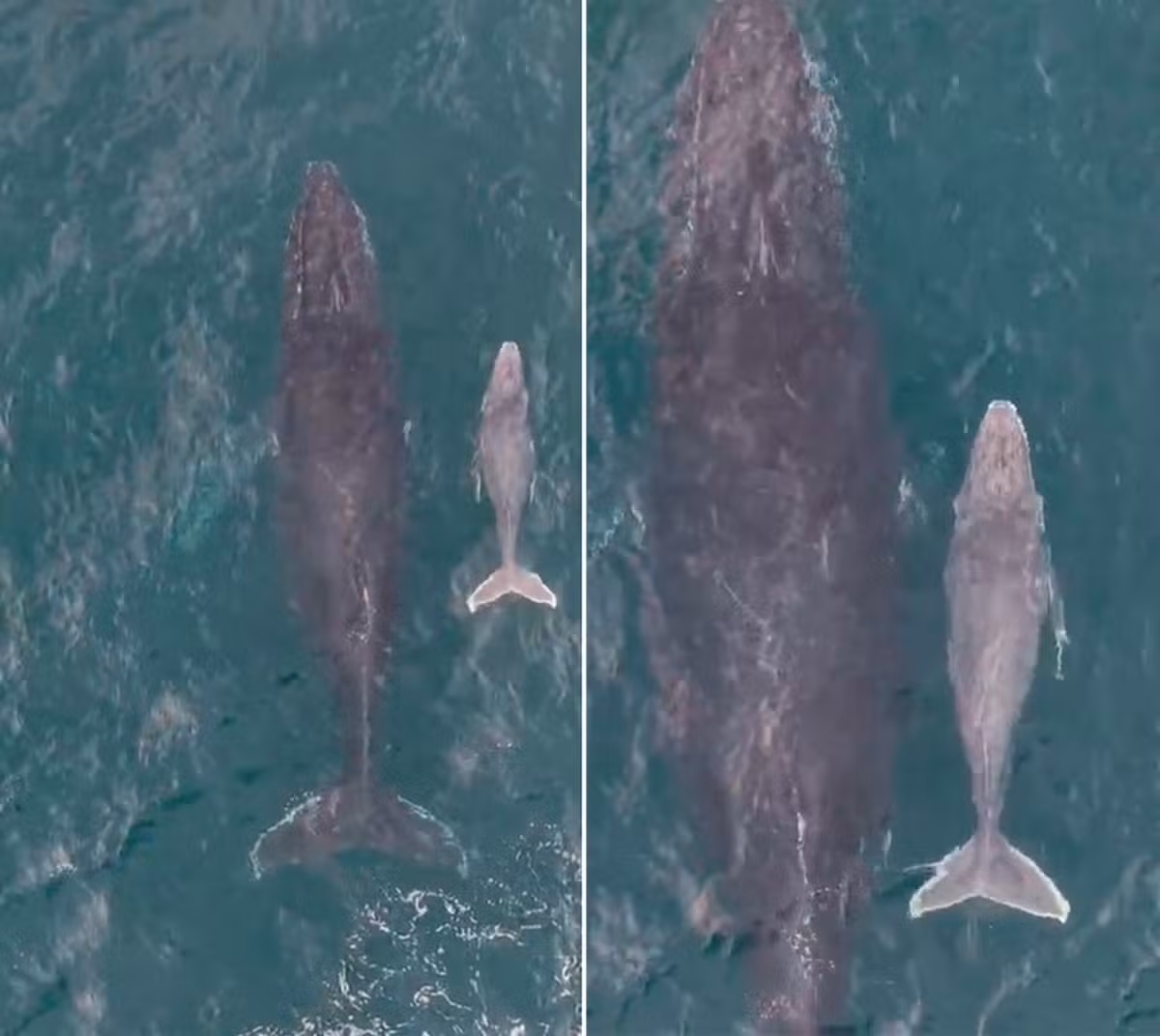 Vídeo registra filhote de baleia-jubarte pela primeira vez na temporada 2026 em Arraial do Cabo