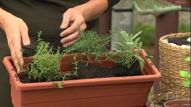 Como montar uma horta em casa