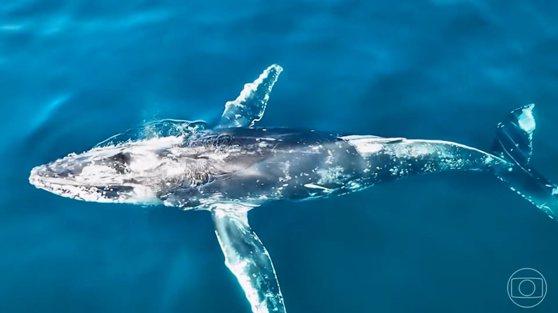 Baleias-jubarte atravessam oceanos, passam pelo Brasil e fazem maior deslocamento já registrado