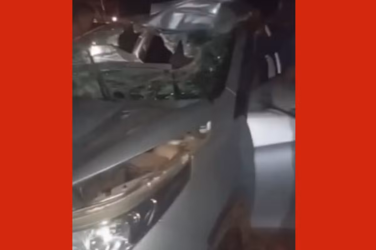Vaca morre após ser atropelada por carro em rodovia de MT