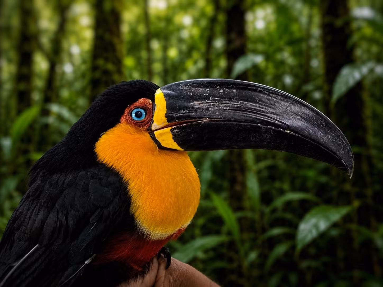 Tucano recupera a visão após atropelamento na BR