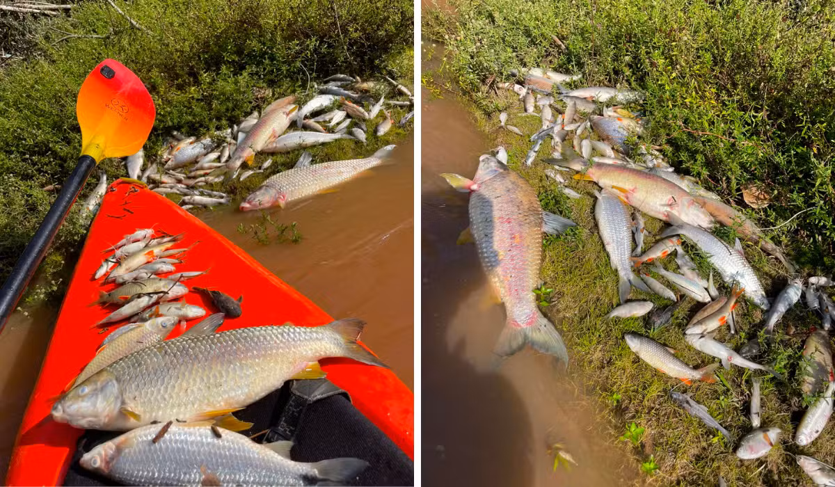 VÍDEO: peixes aparecem mortos em rio de Lindóia; Cetesb descarta lançamento irregular