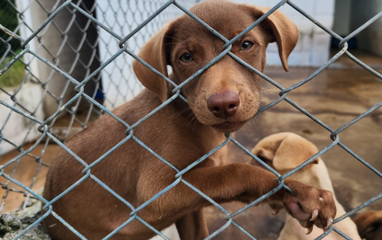 Boituva e Iperó mudam lei e colocam animais como seres sencientes