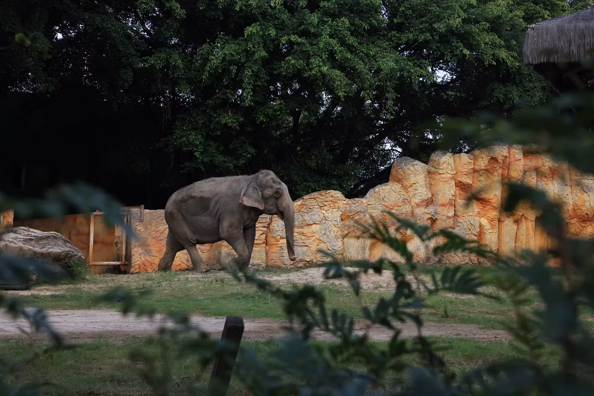 Elefanta Baby segue adaptação 'tranquila' em santuário do MT após 30 anos no Beto Carrero