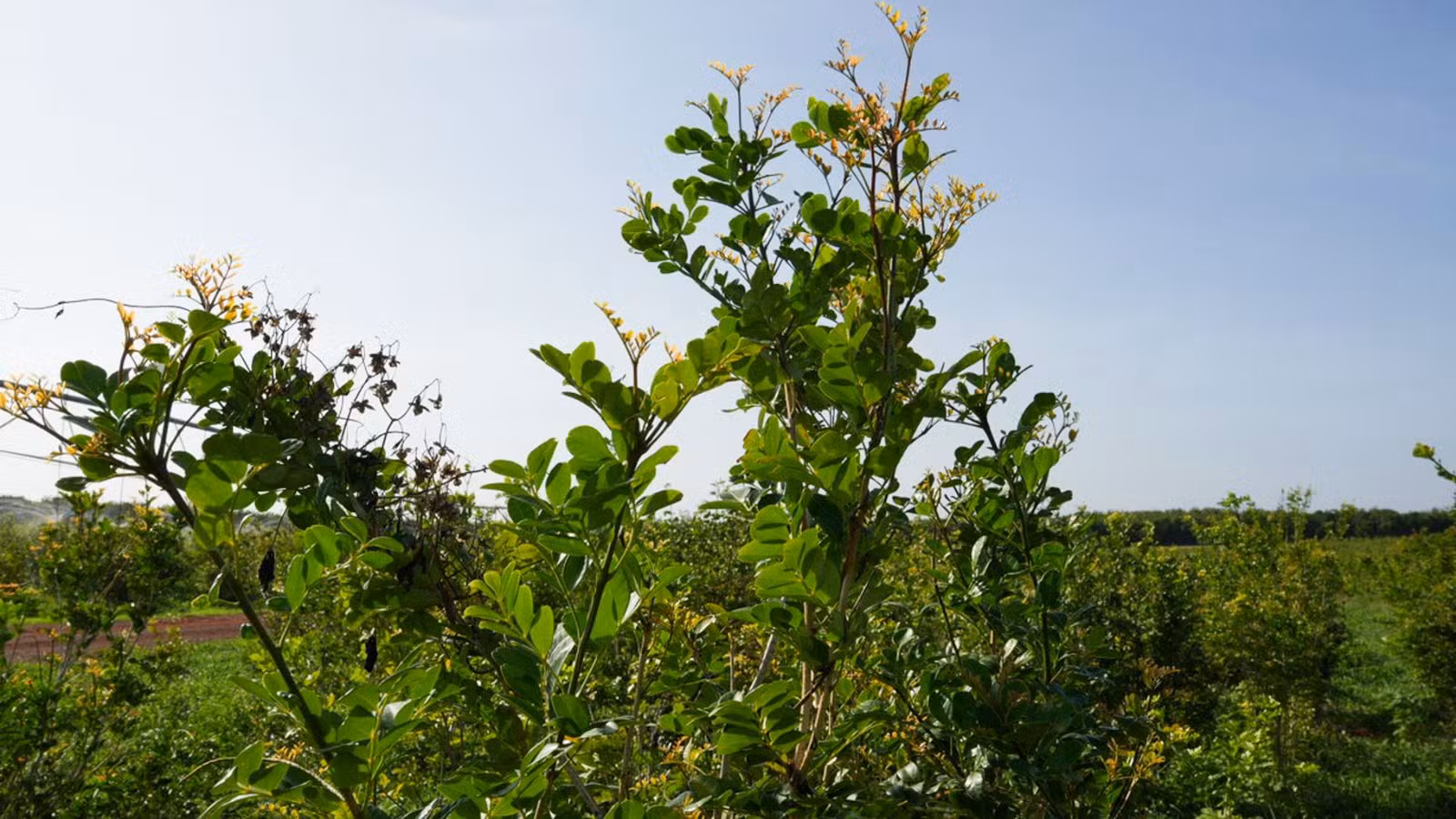 Planta cultivada no Piauí é usada na produção de remédio contra glaucoma; substância é exportada para 80 países