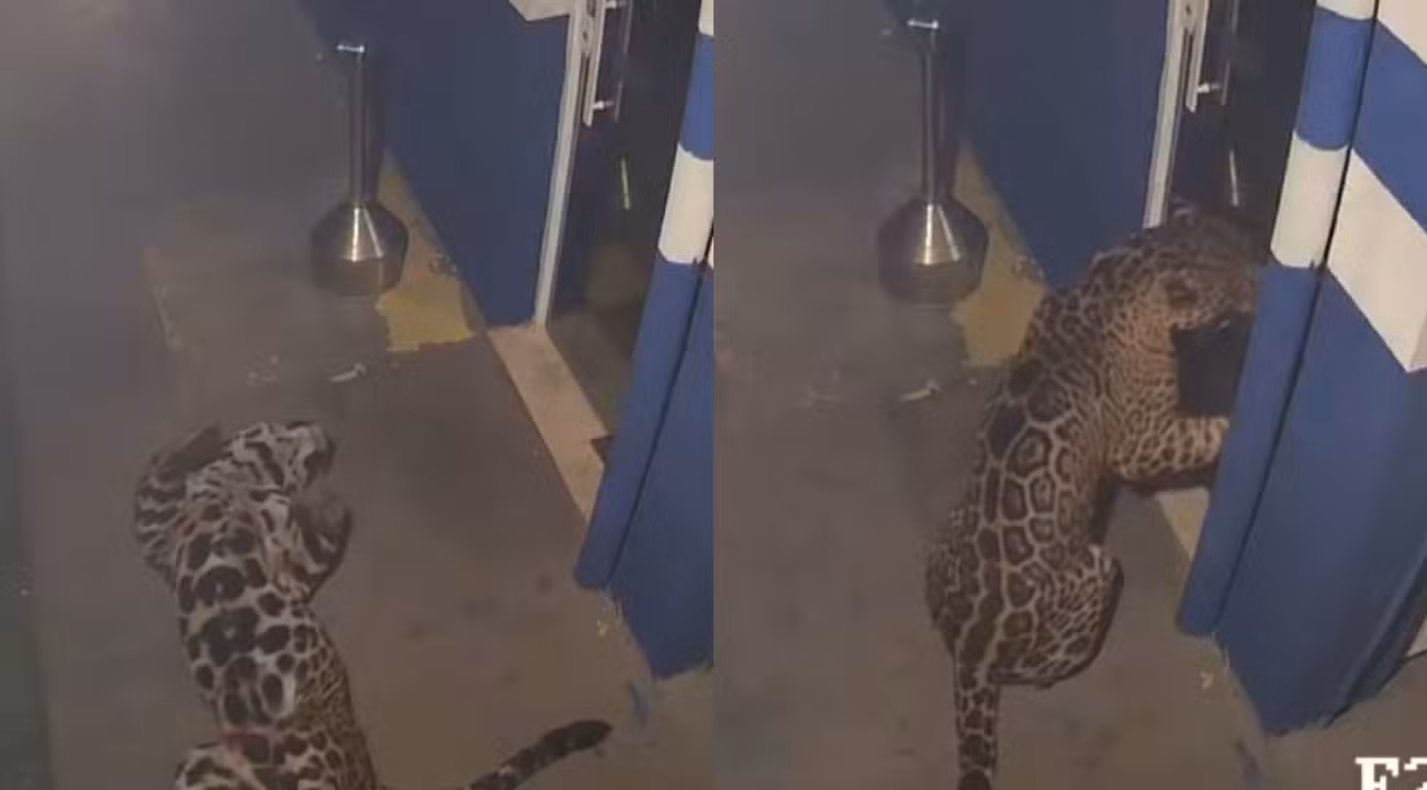 Onça-pintada que invadiu empresa do Paraná viaja a refúgio e pode ganhar 'namorada'