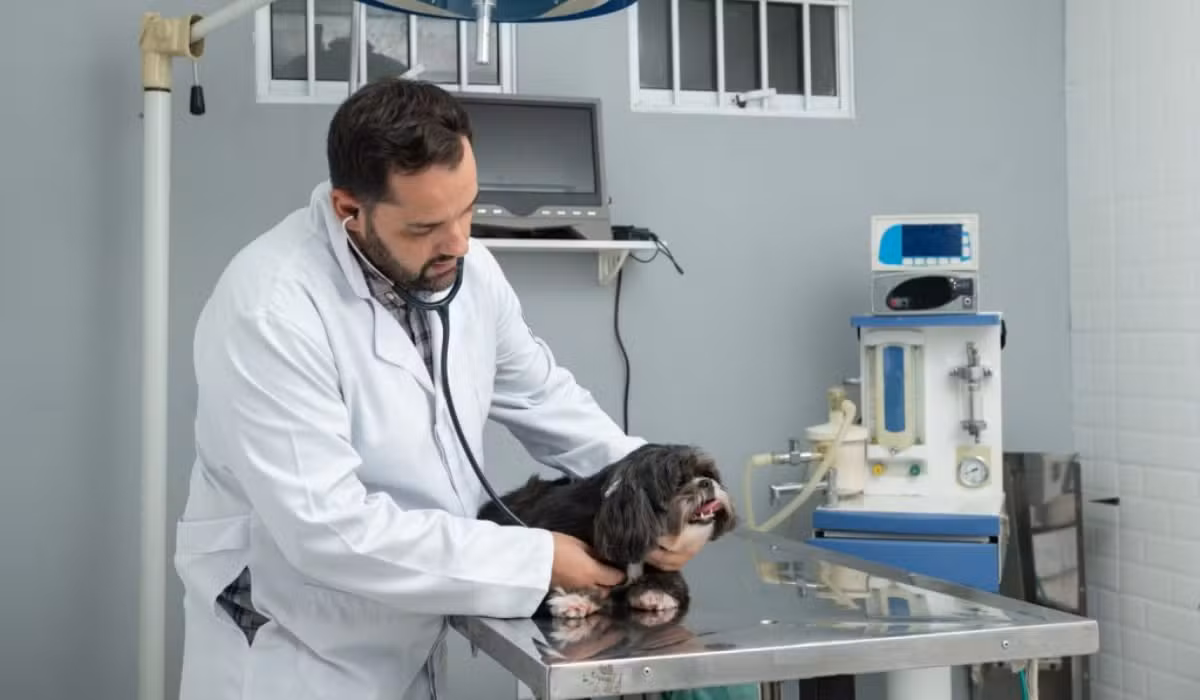 Castração não é obrigatória para pets e deve ser avaliada caso a caso, explica veterinário; conheça mitos e cuidados