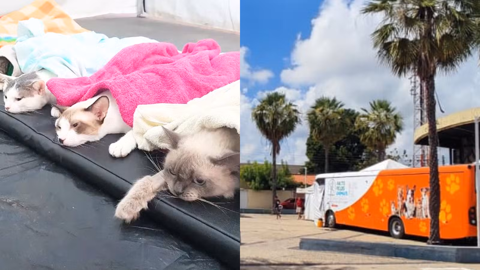 Mutirão de castração de 2 mil cães e gatos inicia nesta quinta (23) em Parnaíba; saiba como se inscrever