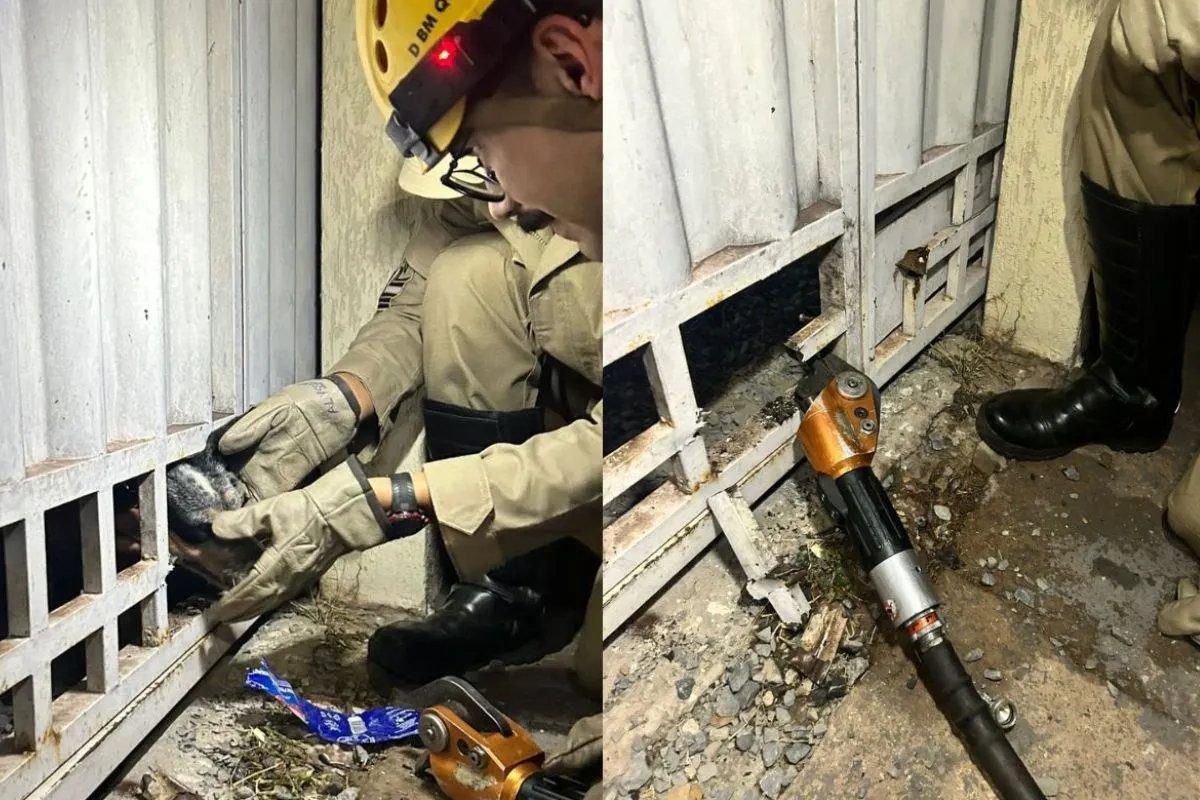 Cachorro fica com a cabeça presa em portão e é resgatado por bombeiros em MS
