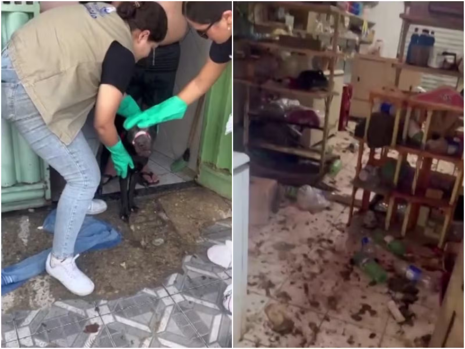 25 cães e gatos de raça em situação de maus