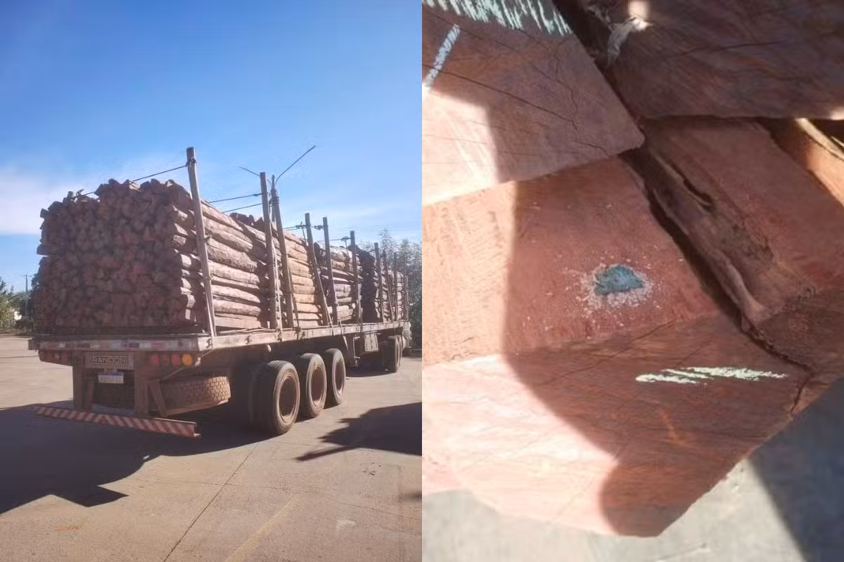 Cocaína diluída em madeira será extraída em processo químico e carga pode ser incinerada; entenda
