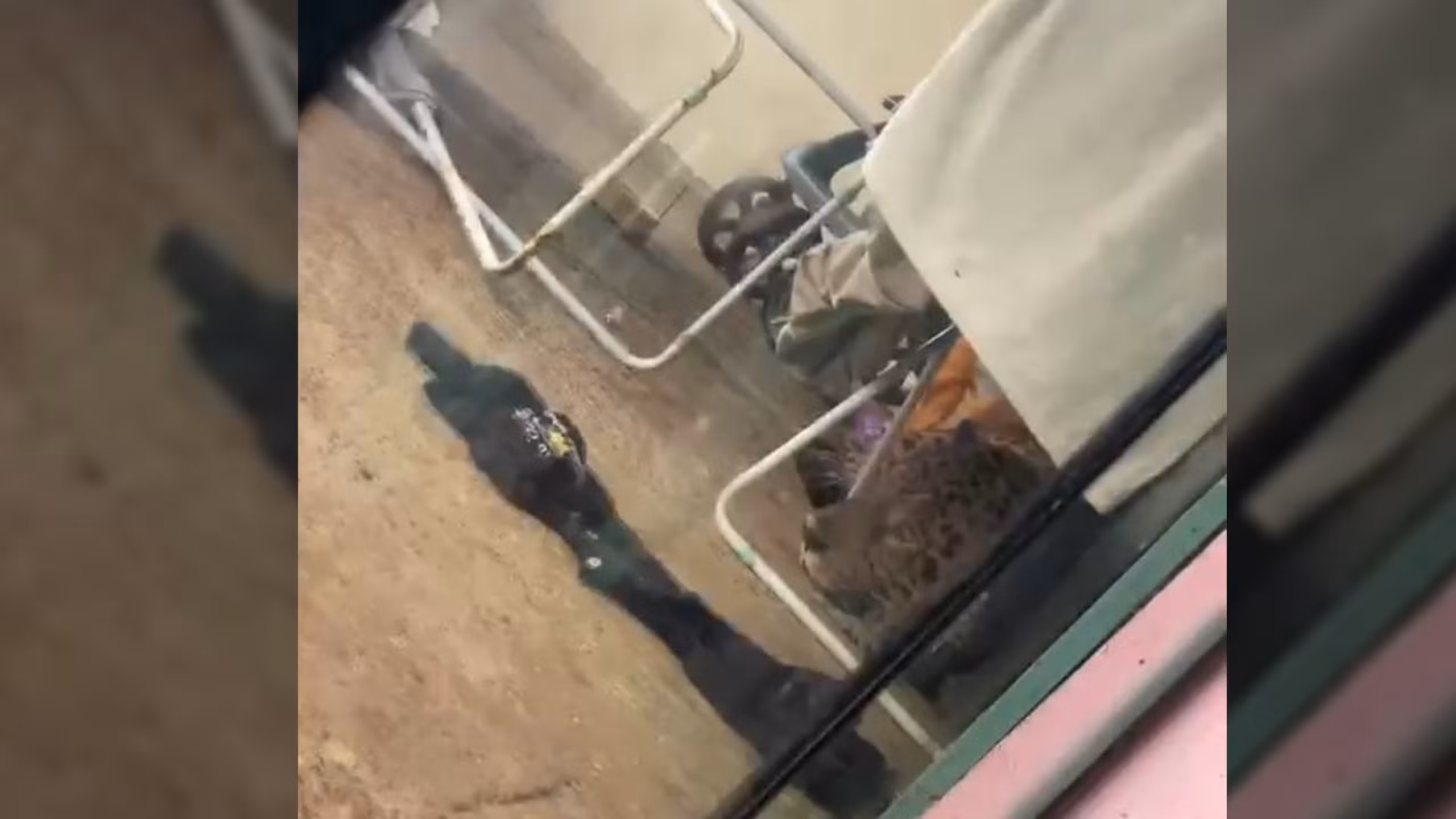 Onça é encontrada embaixo de varal de roupas em casa de Foz do Iguaçu
