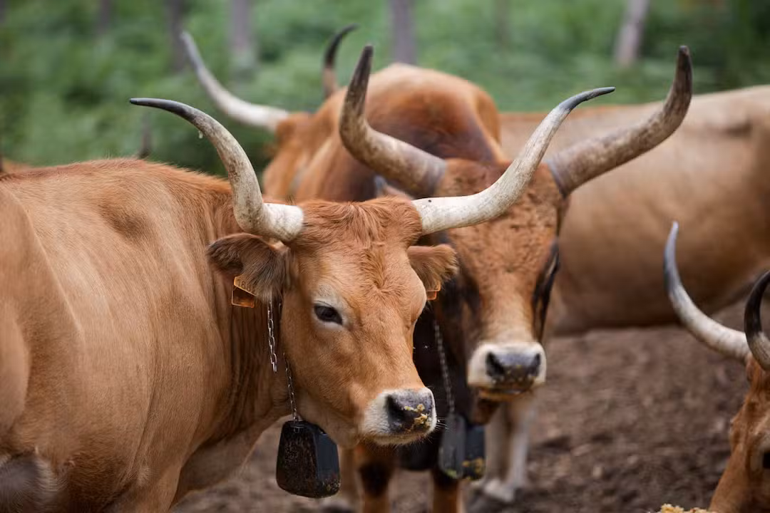 Após onda de incêndios, veja como uma raça de vaca quase esquecida ajuda a Espanha a reduzir queimadas