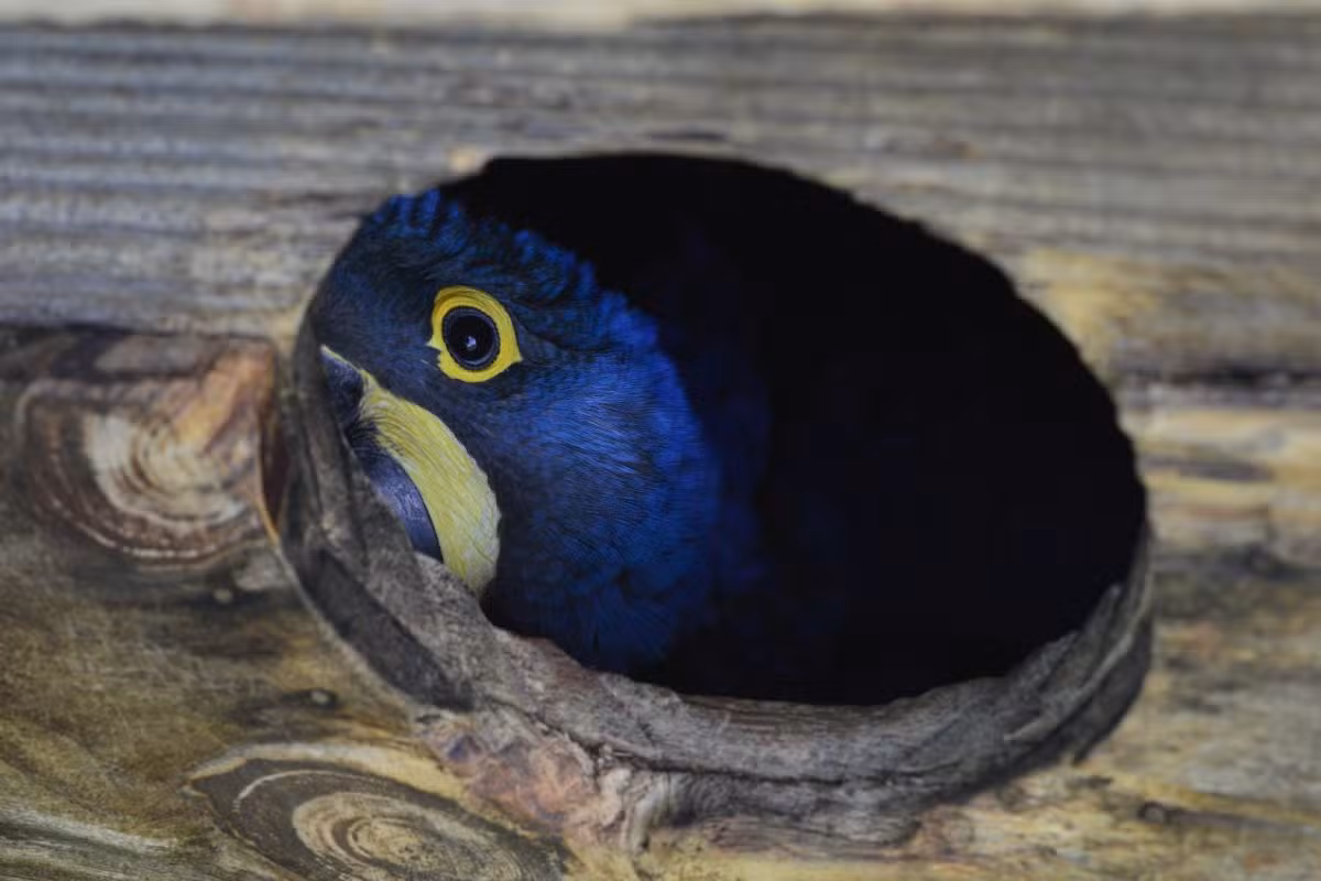 Arara-azul volta à lista de espécies ameaçadas de extinção após impactos dos incêndios no Pantanal