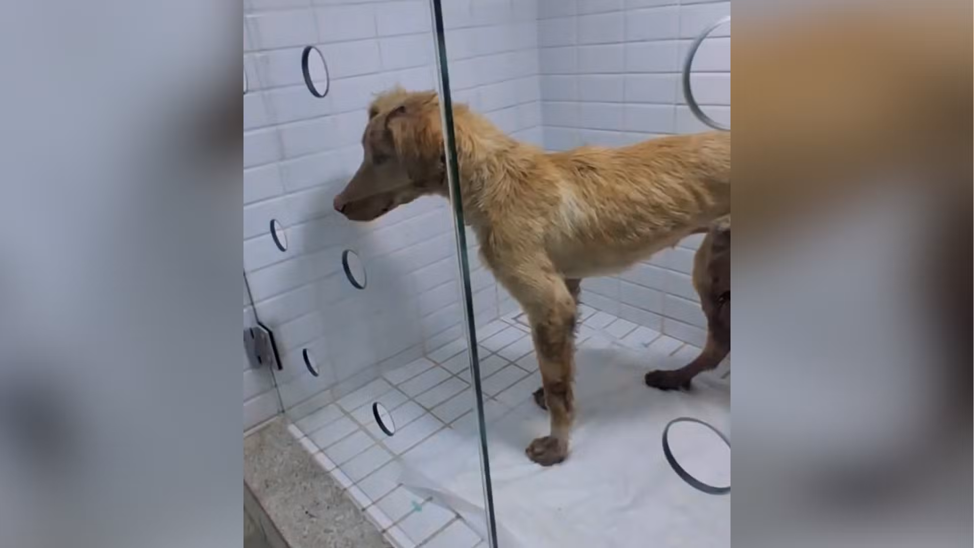 Homem é preso suspeito de agredir cachorro em Imperatriz; animal foi acolhido por ONG