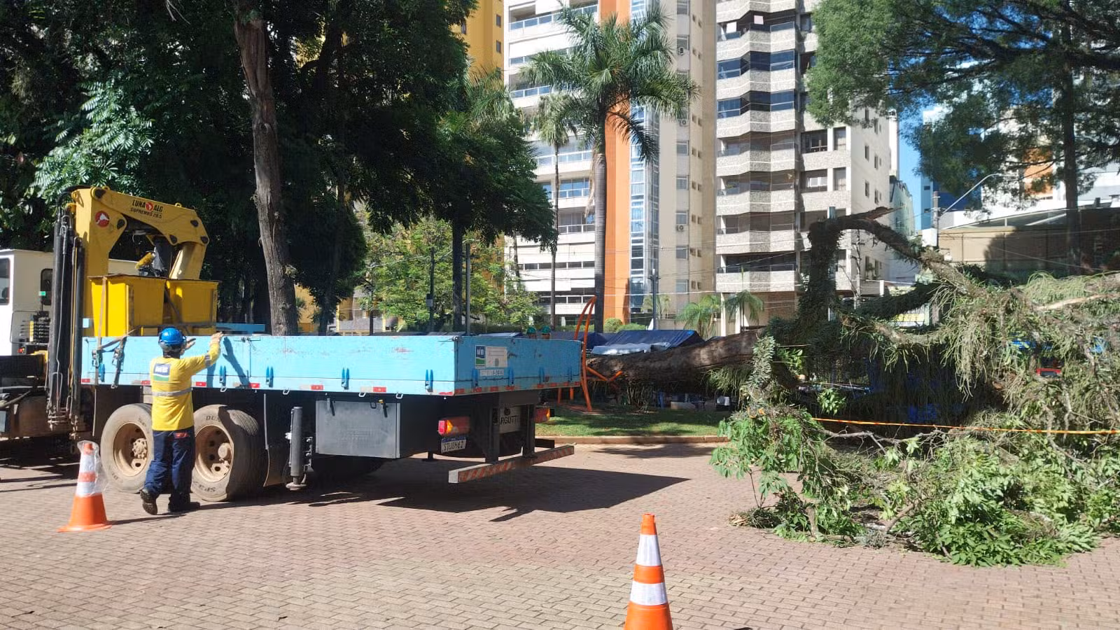 Árvore de grande porte cai no Centro de Convivência, em Campinas