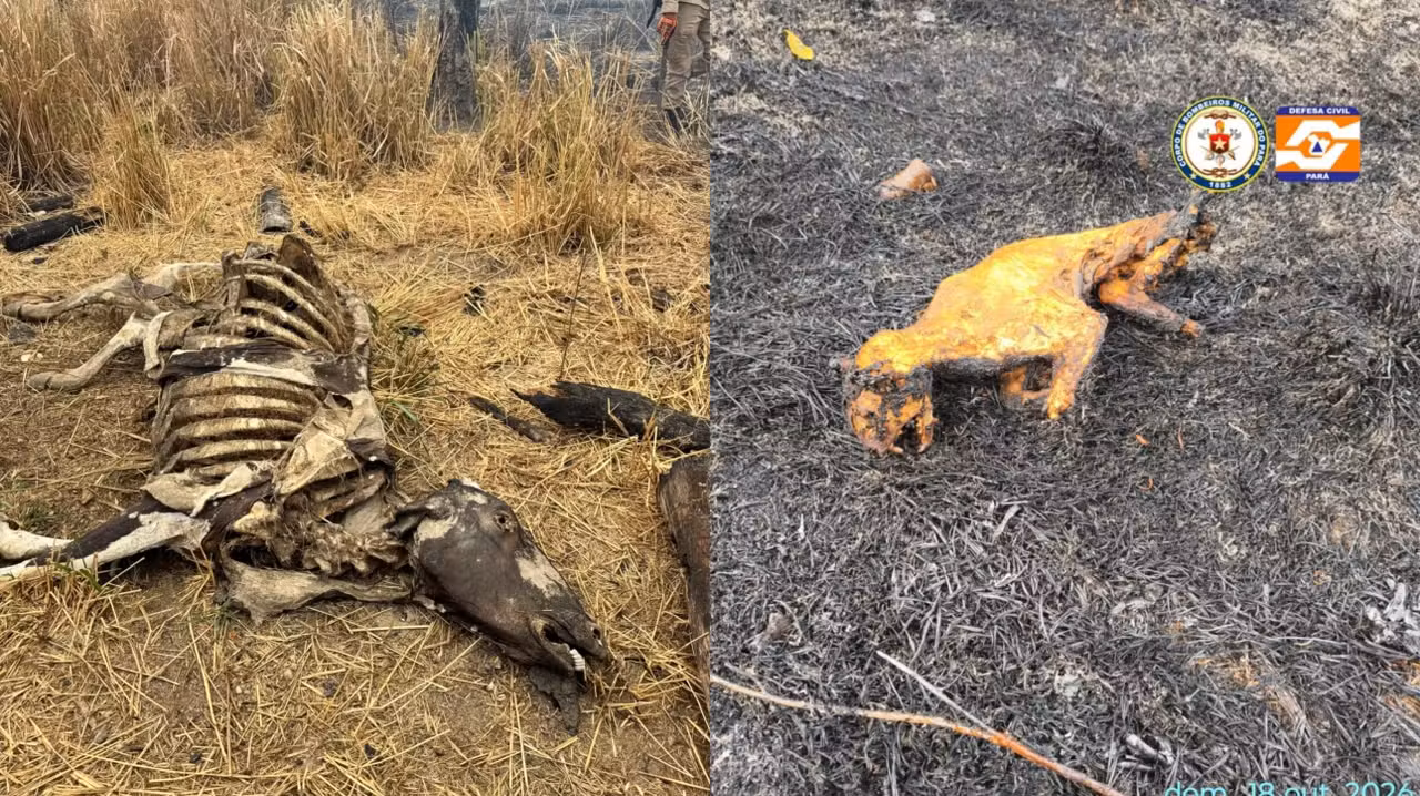 Mais de 8 mil focos de incêndio são registrados em outubro no PA; 6 municípios mais afetados são do oeste do estado