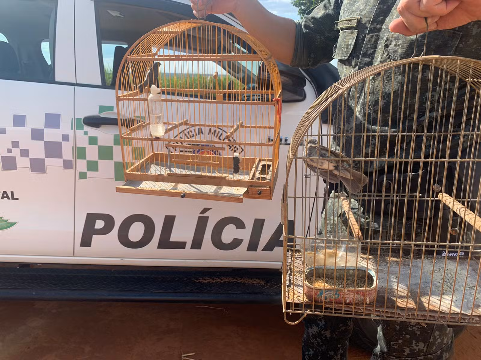 Jabutis, pássaros, papagaios: veja quais animais lideram apreensões em Piracicaba e Limeira
