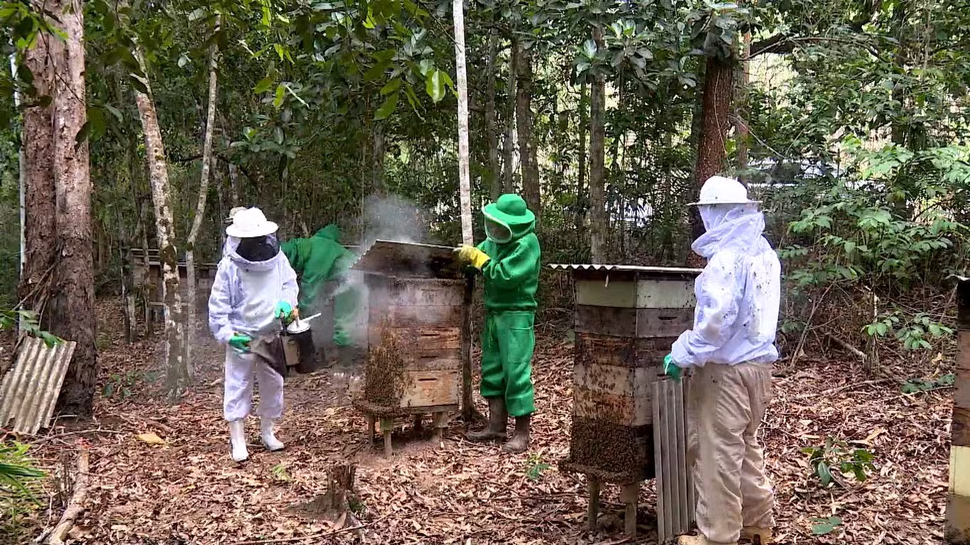 Apicultores usam áreas de preservação ambiental para produzir mel e gerar renda em Aracruz