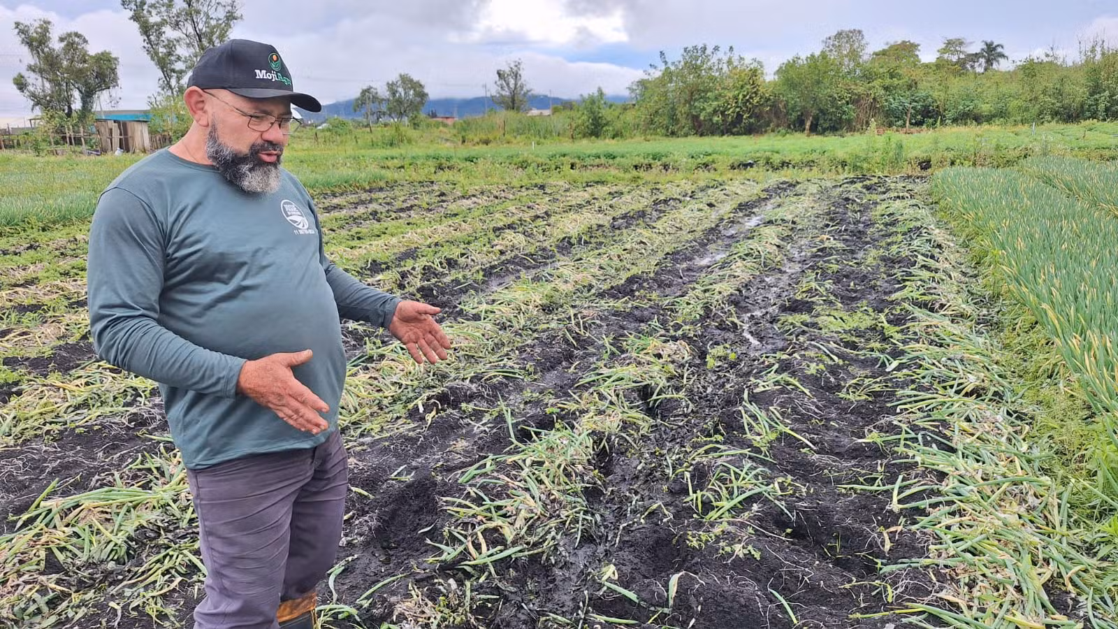 Chuva causa perda de 30% na produção de cebolinha em Mogi das Cruzes, diz agricultor