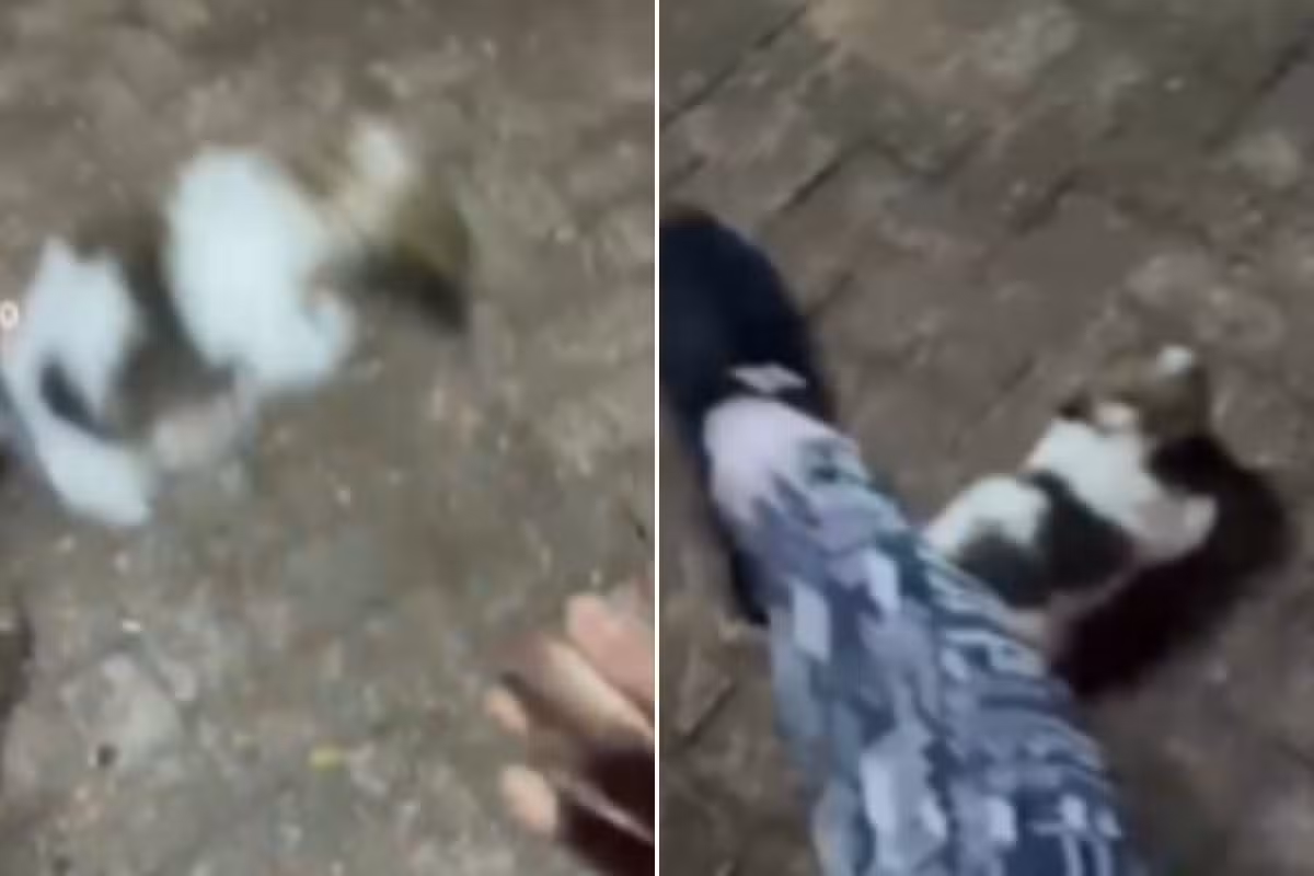 Shih-tzu agredida por influenciadora tem apenas 40 dias e caso gera onda de denúncias