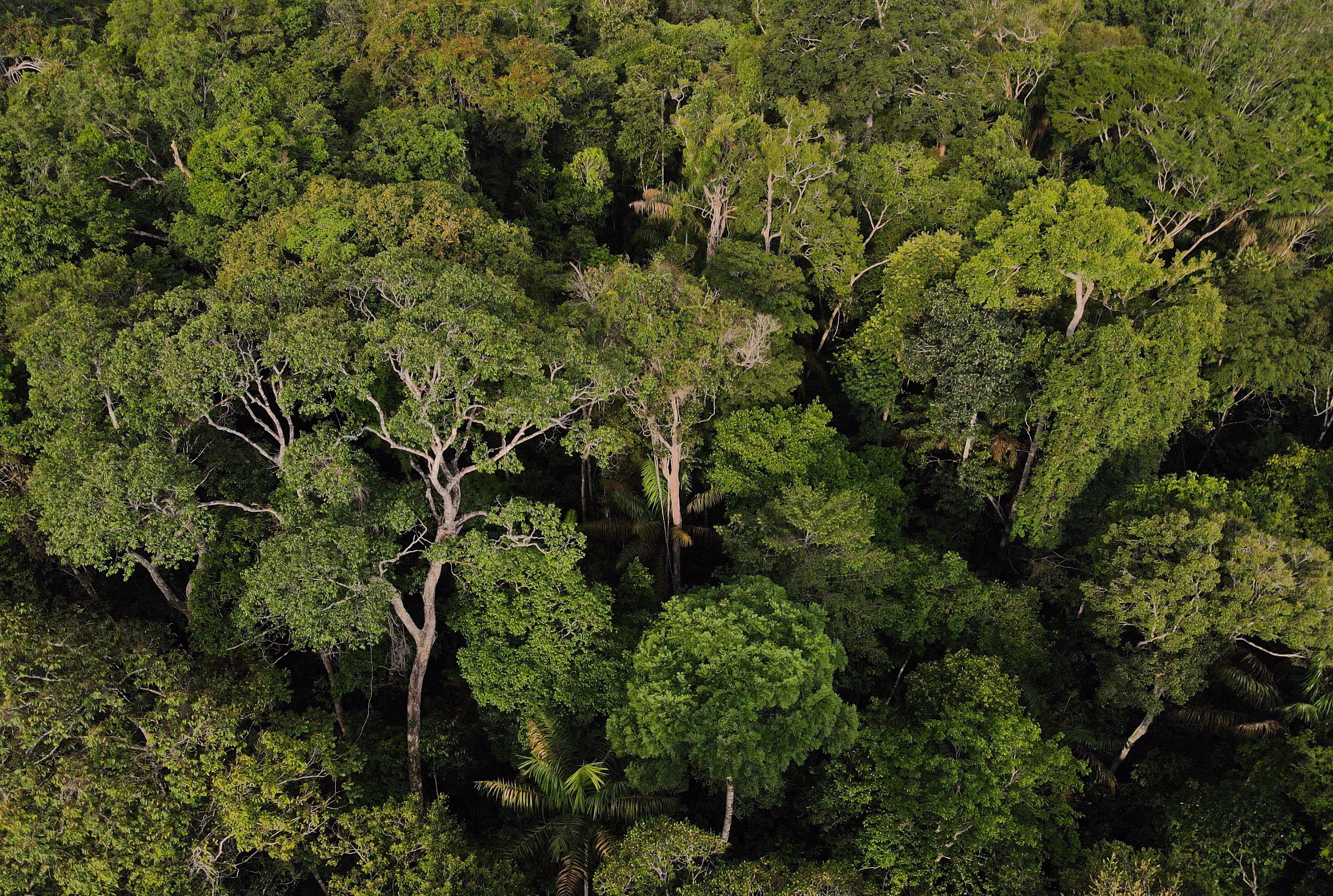 Maior que o Uruguai: Amazonas tem área protegida do tamanho de um país, mas enfrenta desafio de fiscalização