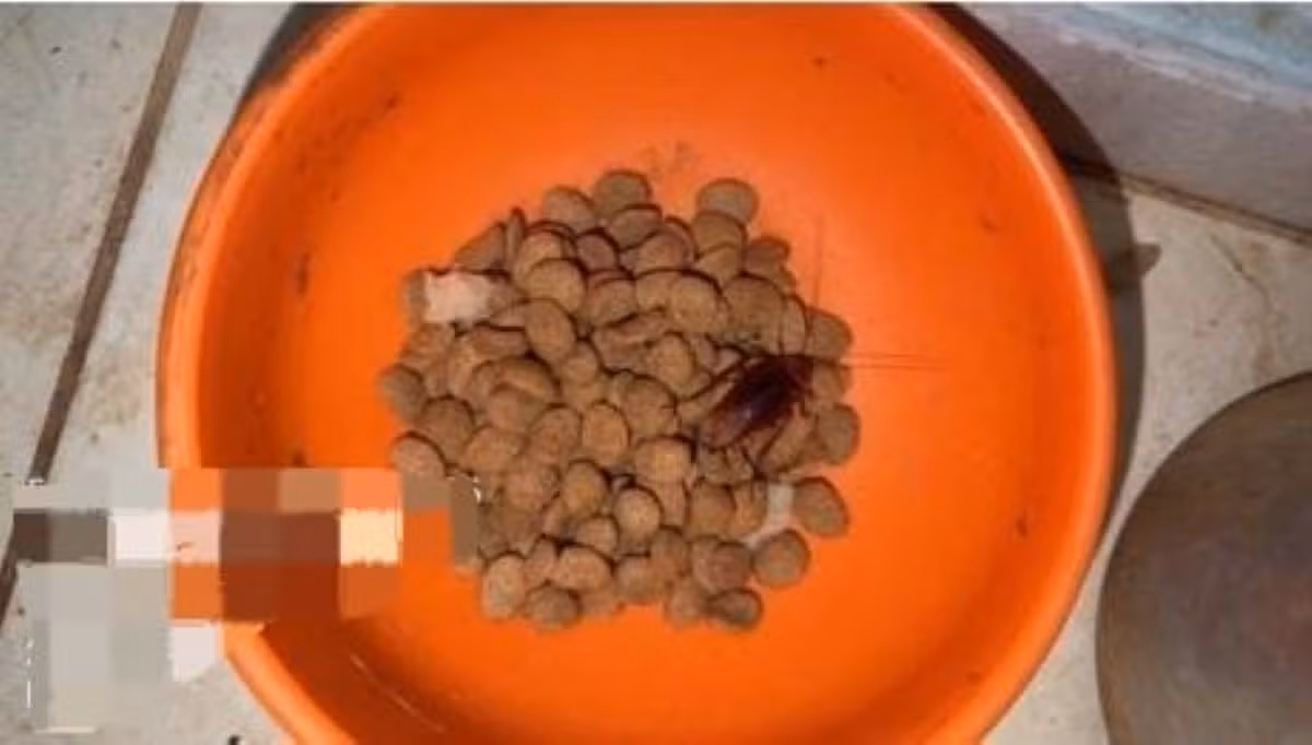 Ferimentos, pulgas e comida com barata: 11 cães são resgatados em situação de maus