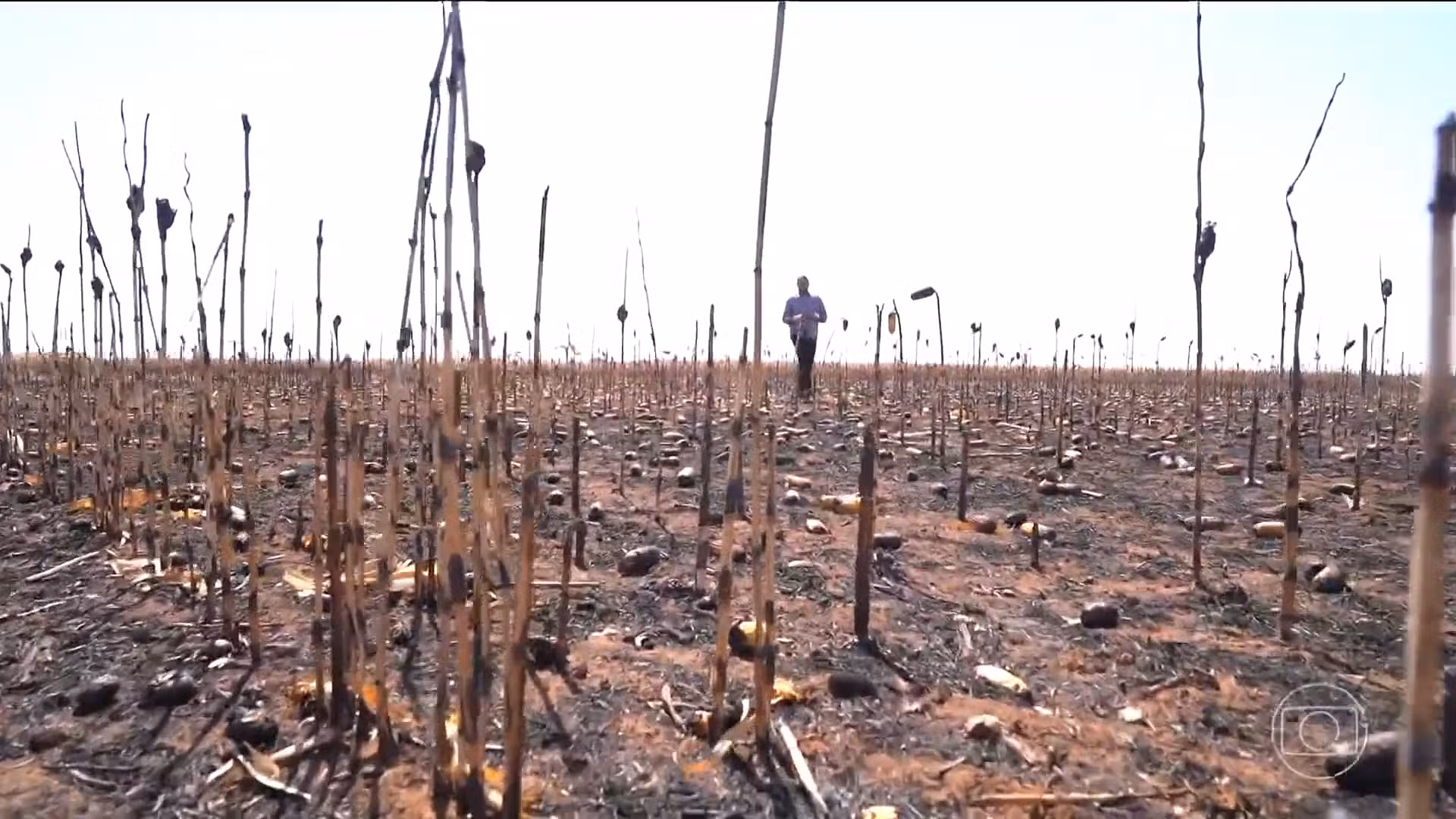 Fogo destrói lavouras em Goiás e deixa produtores com prejuízos milionários