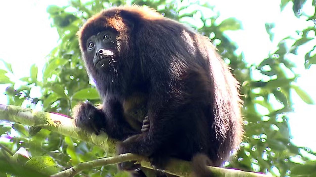 Projetos que devolvem animais à natureza representam o Brasil em conferência internacional