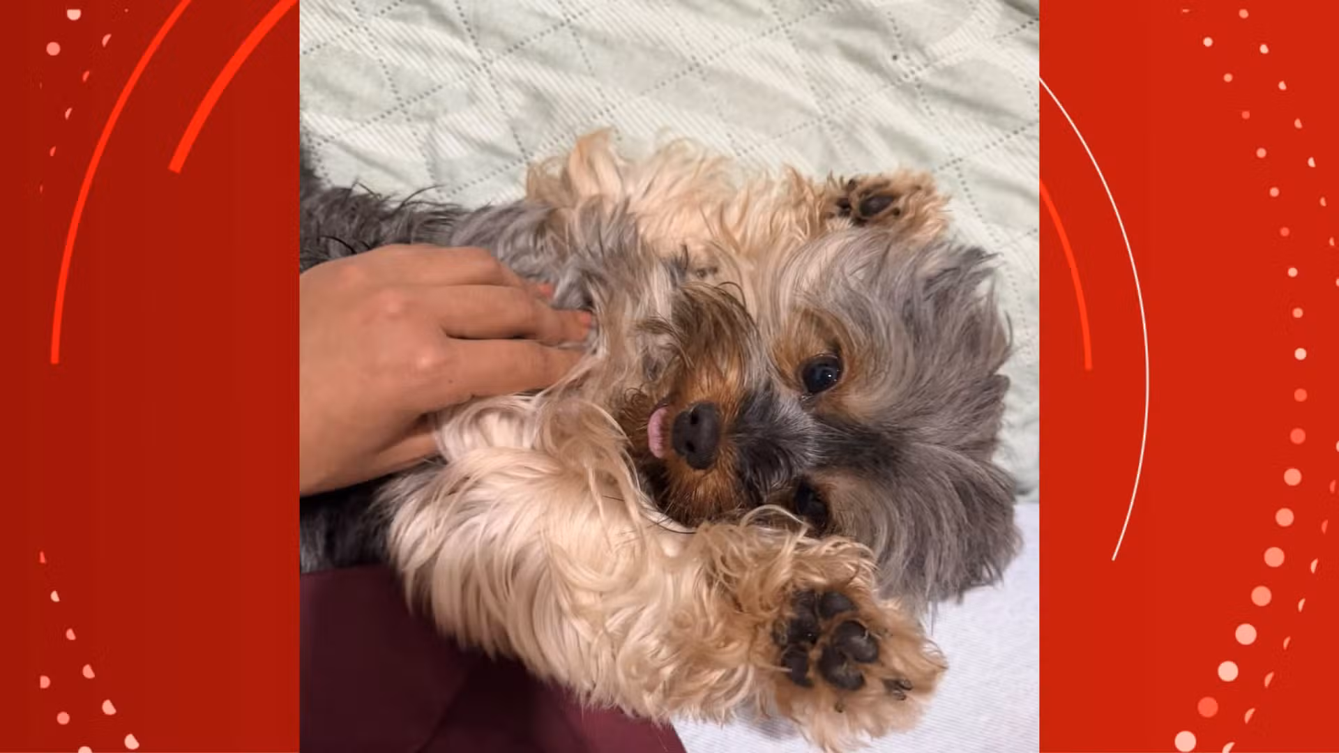 ‘Nick não era só um cachorro, era meu filho’, diz tutora de yorkshire que morreu em pet shop, em Macapá