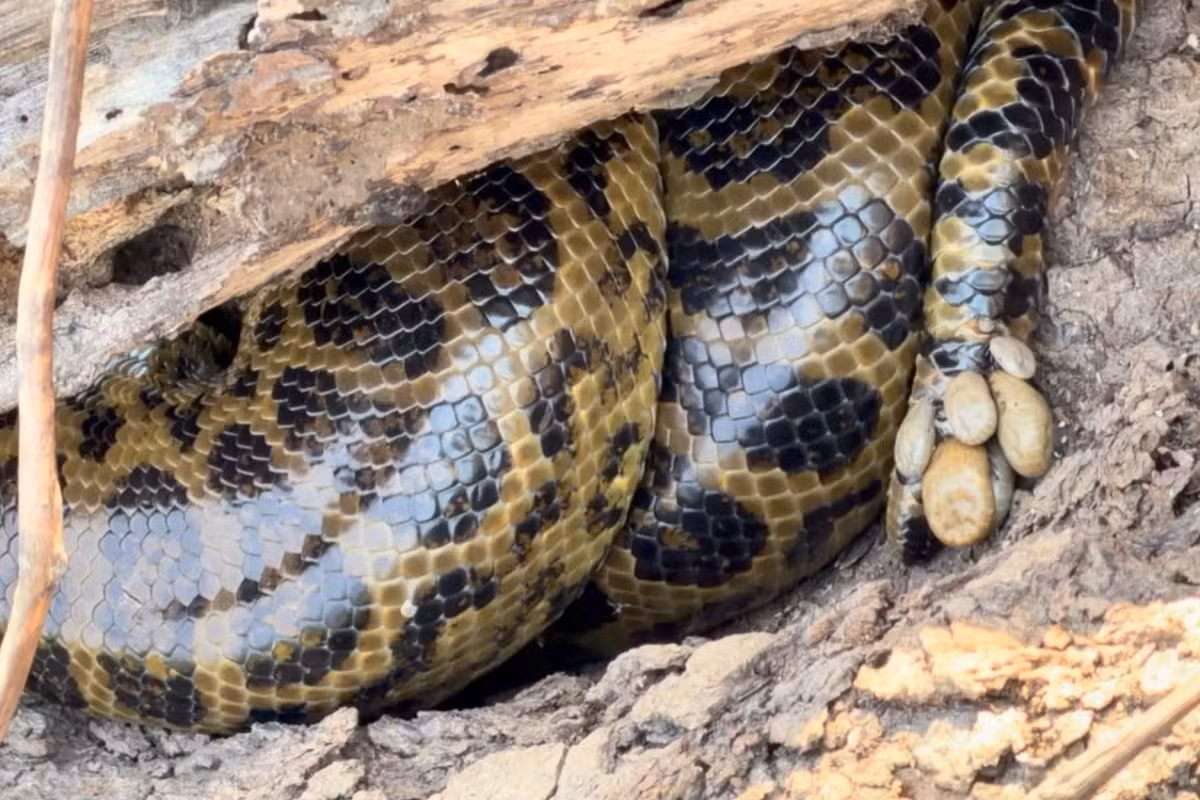 Sucuri-amarela infestada de carrapatos impressiona no Pantanal; biólogo explica