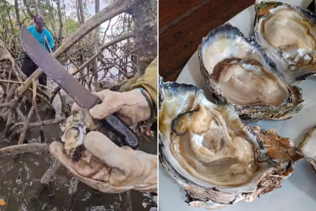 Ostra invasora e comestível vinda da Ásia é retirada de manguezais após ameaçar espécies em SP; entenda