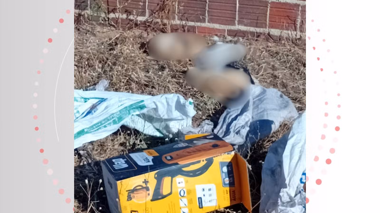 Três gatos são encontrados mortos e caso de suposto envenenamento é investigado no PI