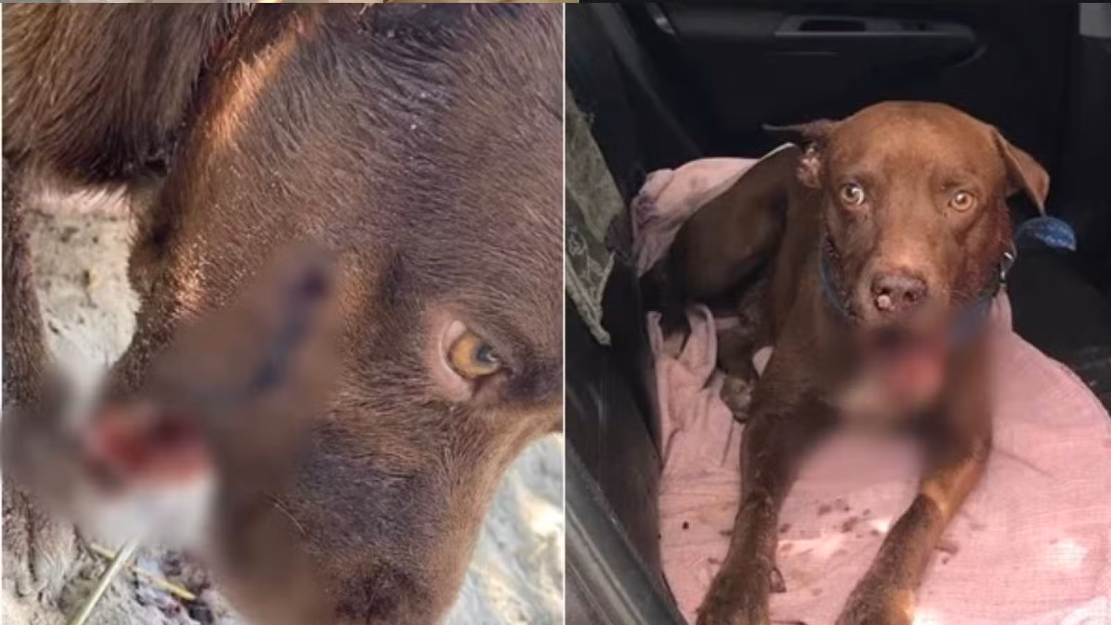 Cachorro é submetido à eutanásia após ter boca dilacerada por disparo; tutor aponta ex