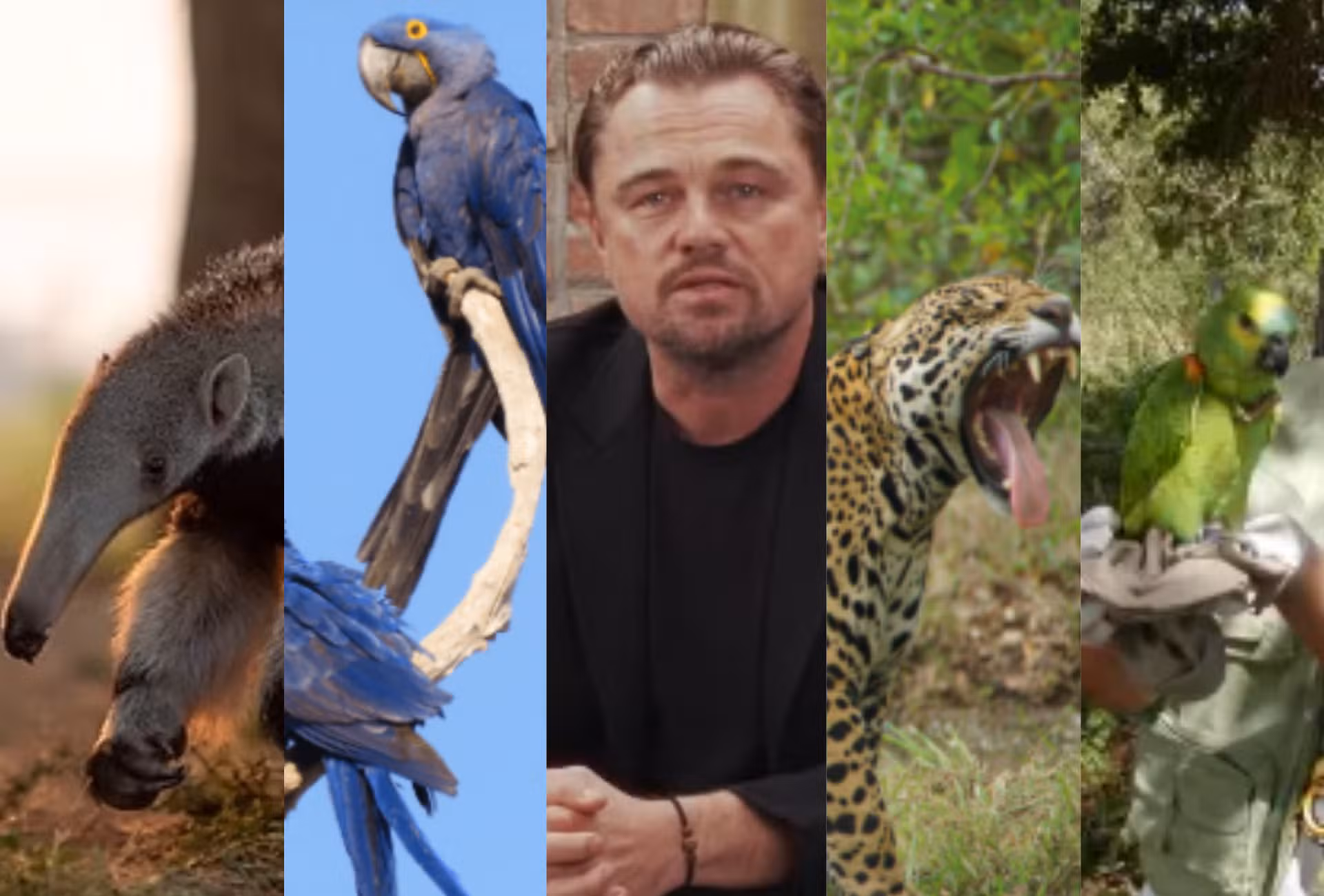 Leonardo DiCaprio veio ao Pantanal para conhecer projetos que protegem onças, araras e tamanduás